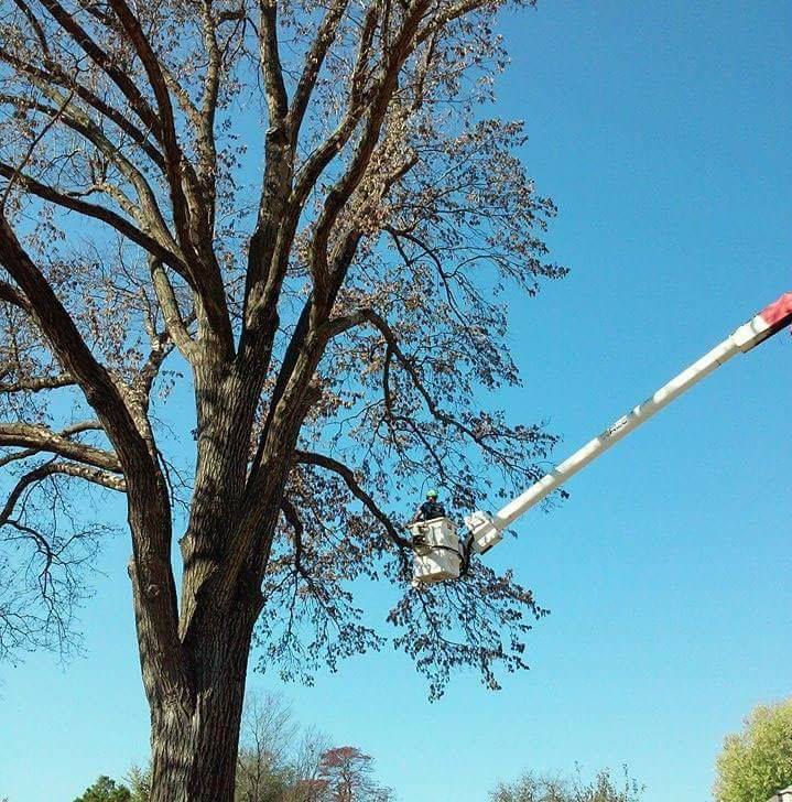 tree trimming and pruning