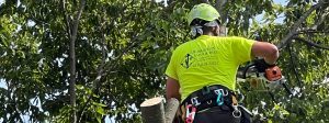 Tree Service in Nixa Mo