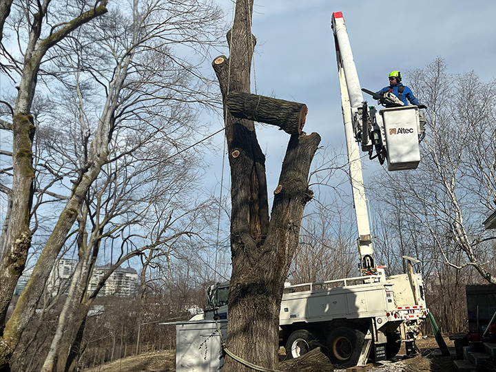 Bucket Truck for Elevated Tree Work