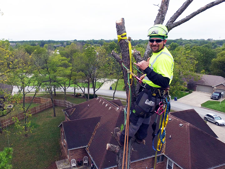 Climbing & Rigging Experts for Tree Removal