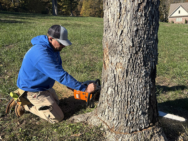 Protecting Your Property During Tree Removal