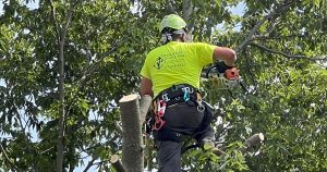 Tree Removal Springfield MO